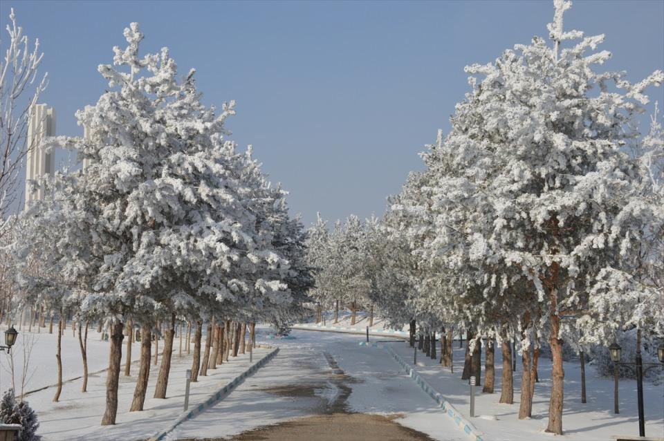 <p>Muş</p>
