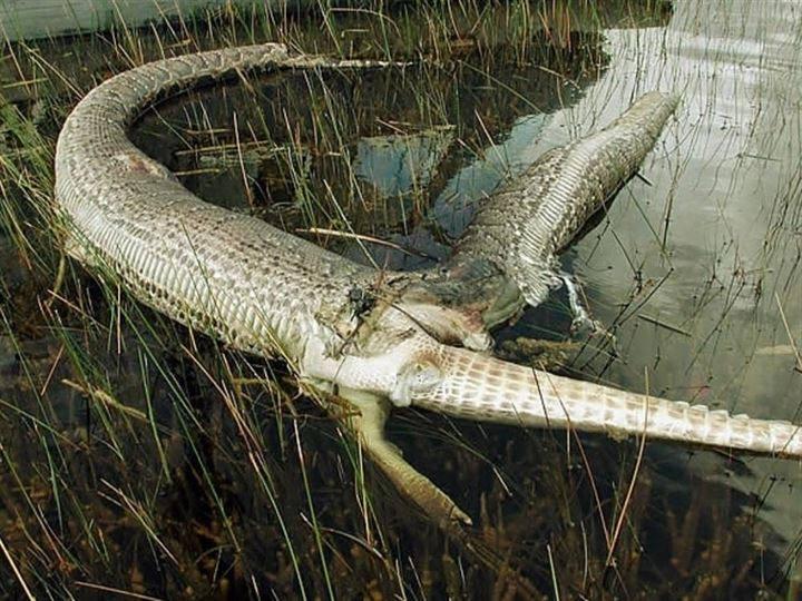 <p>2 metre boyundaki timsahı yutmak isteyen yılan, avını yiyemeden öldü. </p>
