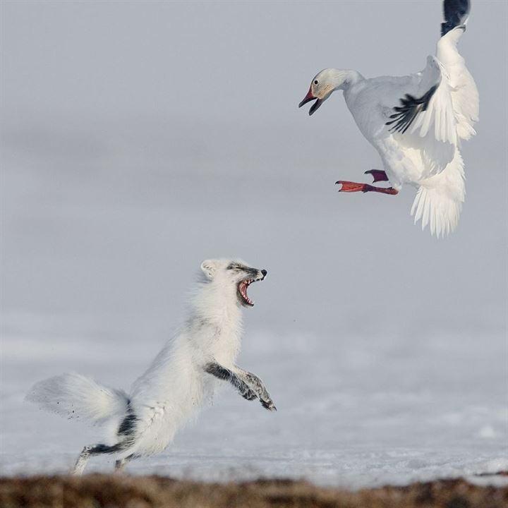 <p>Atak - Sergey Gorshkov (Kendi Yaşam Alanlarında Hayvanlar Kategorisi Birincisi) </p>
