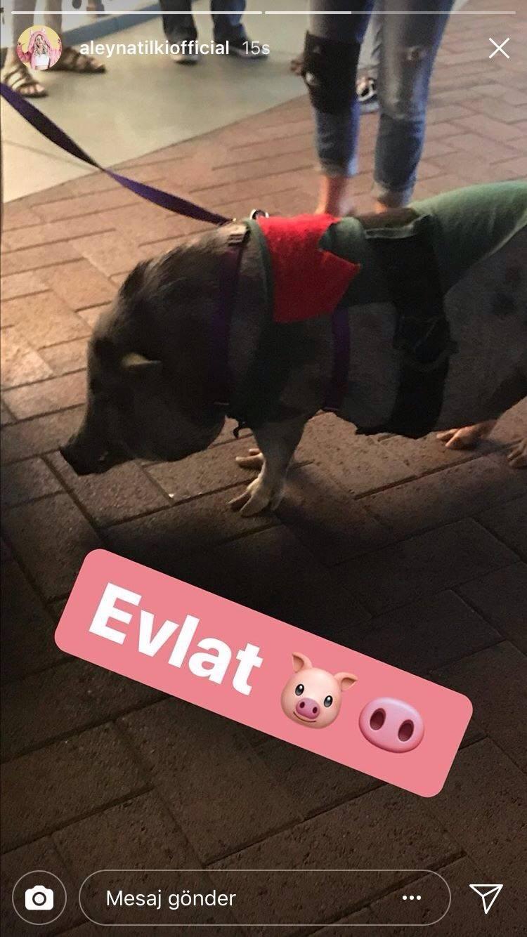 <p>Bir domuz resmini <strong>"evlat" </strong>yazarak Instagram hikayesinde paylaşan Tilki, anında binlerce yorum aldı.</p>
