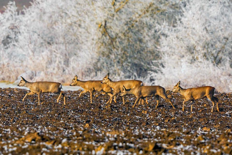 <p><strong>Karaca (Capreolus capreolus)...</strong><br />
<br />
Avrupa, Anadolu ve Hazar Denizi'nin kıyılarında bulunan bir geyik türüdür. Ural Dağları'ndan doğuda Çin'e ve Sibirya'ya kadar dağılmış bulunan ayrı bir tür ise Sibirya karacası (Capreolus pygargus) olarak bilinir. İki tür karaca Kafkas Dağları'nda bir araya gelir. Karaca bu dağların güney eteklerinde yer alırken, Sibirya karacası da kuzey eteklerinde bulunur. Karaca, kuzey İskandinavya ile İzlanda, İrlanda ve Akdeniz adaları dışında Avrupa'nın birçok bölgesinde görülür. Akdeniz bölgesinde yalnızca dağlık alanlarda bulunur, düzlüklerde ya ender görülür ya da hiç görülmez. Türkiye'de sıcak bölgelerde seyrek ağaçlı yerlerde görülür. Genellikle otsu bitki ve yapraklarla beslenirler.</p>
<p> </p>
