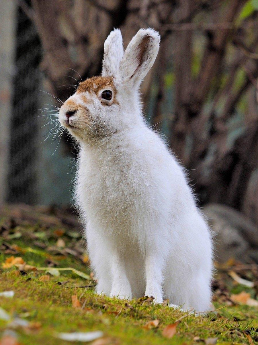 <p>Kara tavşanı (Lepus timidus varronis, Lepus varronis)</p>

<p> </p>

