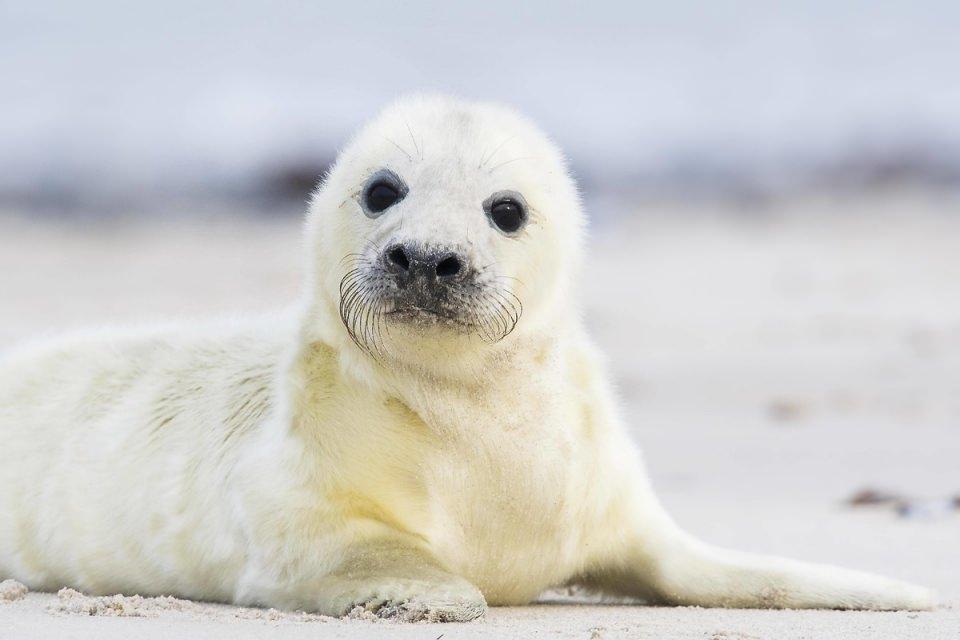 <p>Boz fok yavrusu (Halichoerus grypus)</p>
<p> </p>