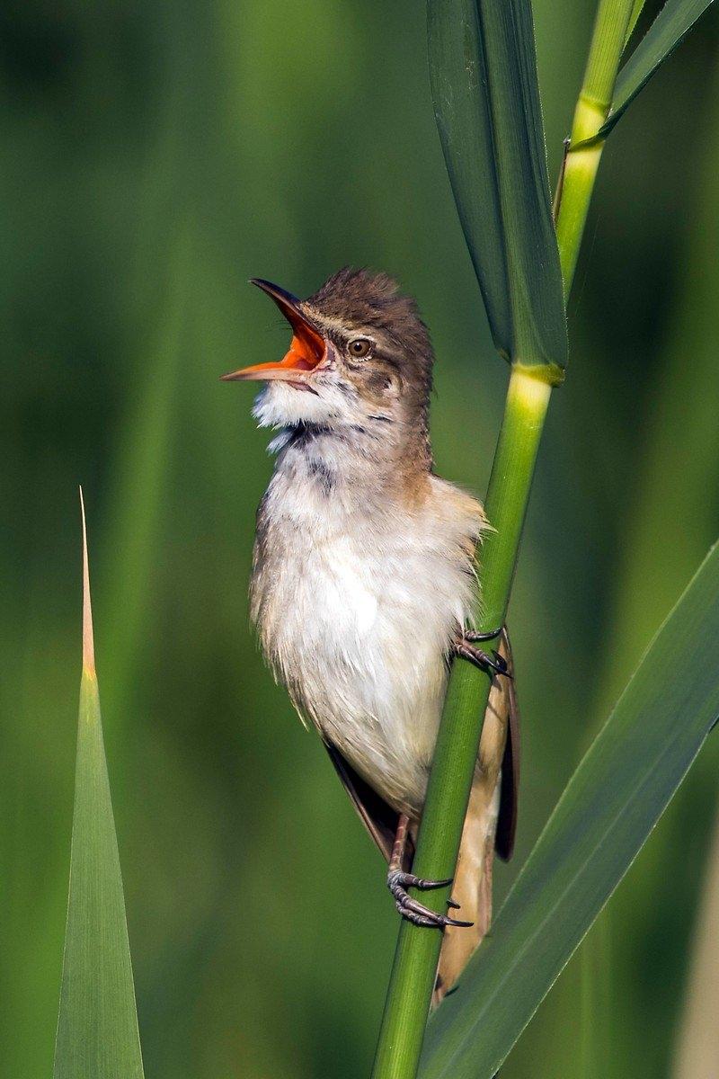 <p><strong>Büyük kamışçın (Acrocephalus arundinaceus)...</strong></p>
<p>Ötleğengiller (Sylviidae) familyasından 19 cm uzunluğunda bir kamışçın türüdür. Vücut yapısı ve rengi ile bayağı kamışçını andırır. Geniş sazlıklarda yaşar. Yazın Türkiye'nin her bölgesindeki sulak alanlarda seyrek olarak görülebilir.</p>
<p> </p>