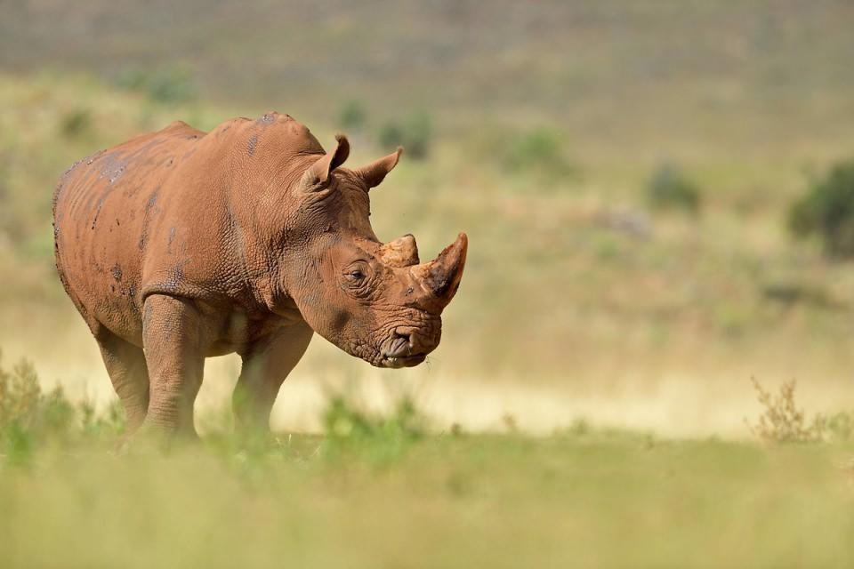 <p>Beyaz Gergedan (Ceratotherium simum)</p>
<p> </p>