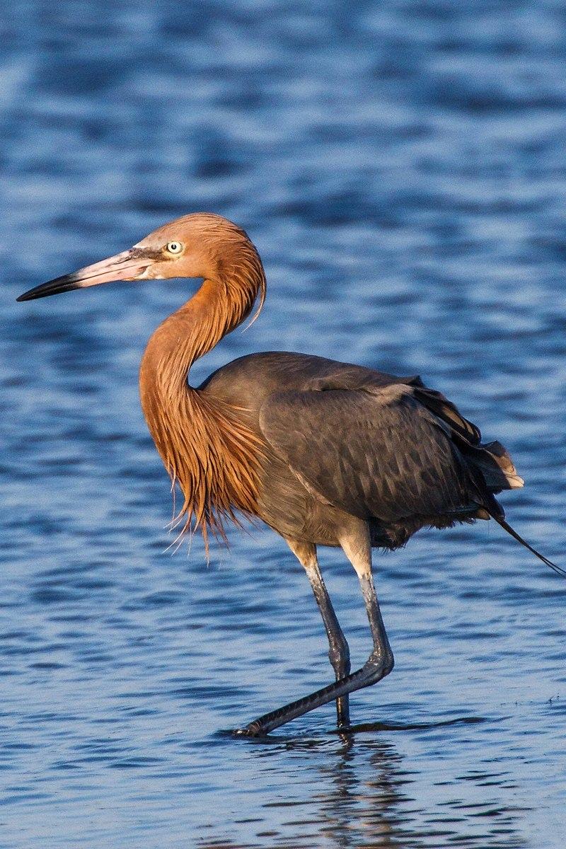 <p><strong>Kızılca balıkçıl (Egretta rufescens)...</strong></p>
<p>Diğer balıkçıllara göre daha fazla oranda sığ sularda avını takip eder, sıklıkla sularda koşar ve tam avını avlayacakken kanatlarını açarak su yüzeyinde olan yansımayı azaltır. Balık, kurbağa, kabuklular ve böceklerle beslenir. Üreme döneminde tropik bataklıklarda koloniler hâlinde yaşar. Ağaç ya da çalılıkların üzerinde çalı çırpıdan yapılmış platformlarda yuvalanır.</p>
<p> </p>
