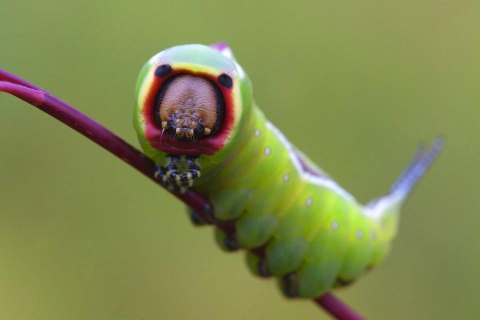<p>Çatalkuyruklu Tırtıl (Cerura vinula, Dicranura vinula).</p>
<p> </p>