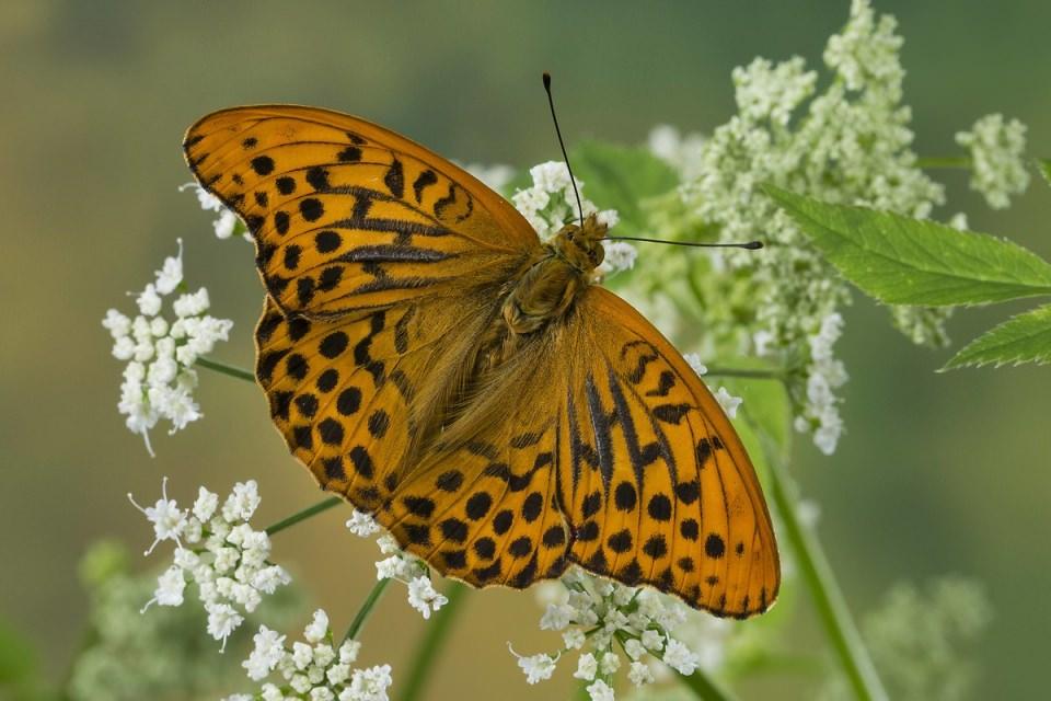 <p>Cengaver kelebek (Argynnis paphia).</p>
<p> </p>