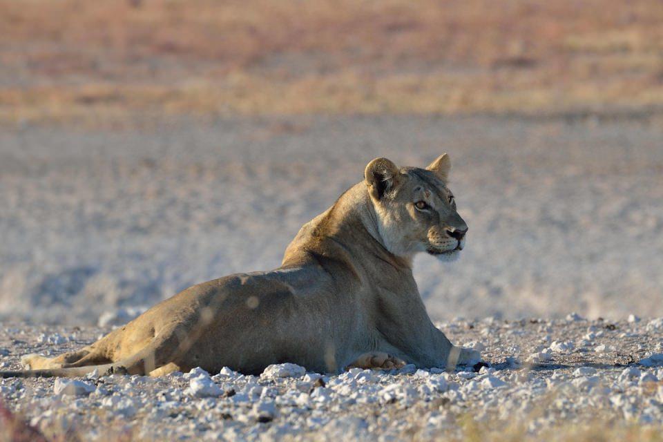 <p>Aslan (Panthera Leo)</p>

<p> </p>
