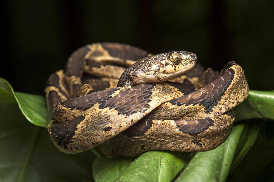 <p>Yılan (Leptodeira ornata)</p>

<p> </p>
