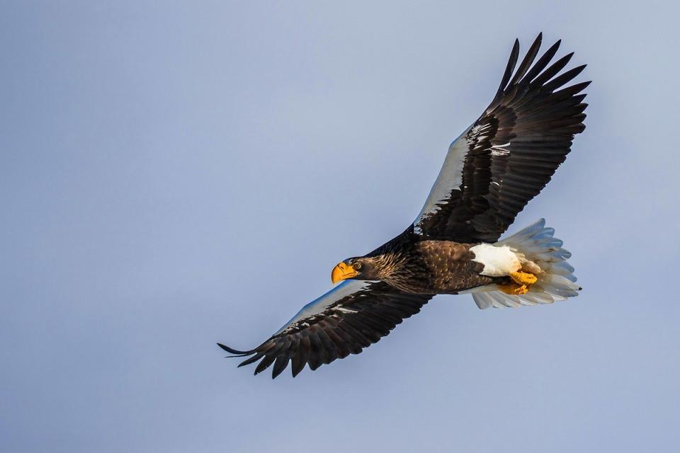 <p>Steller deniz kartalı (Haliaeetus pelagicus)</p>
<p> </p>