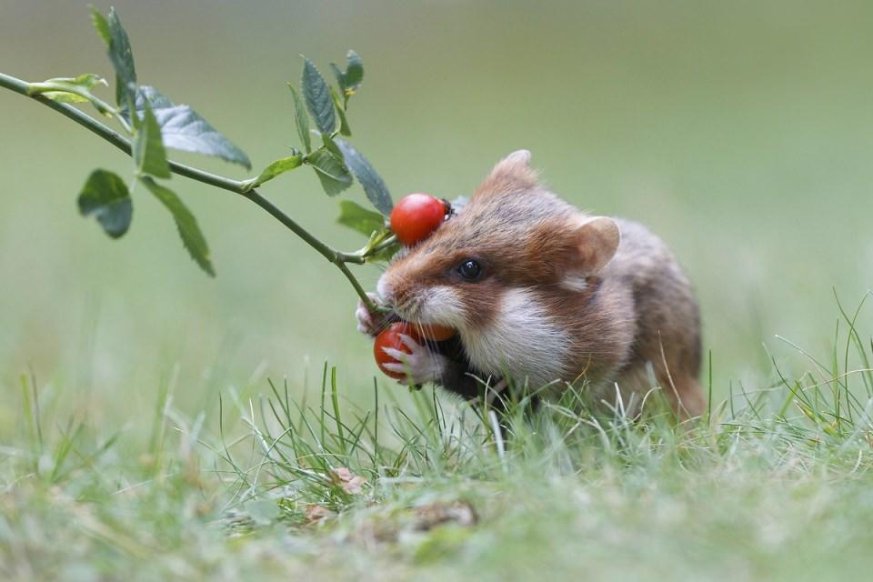 <p>Avrupa Hamsteri (Cricetus cricetus).</p>
<p> </p>
