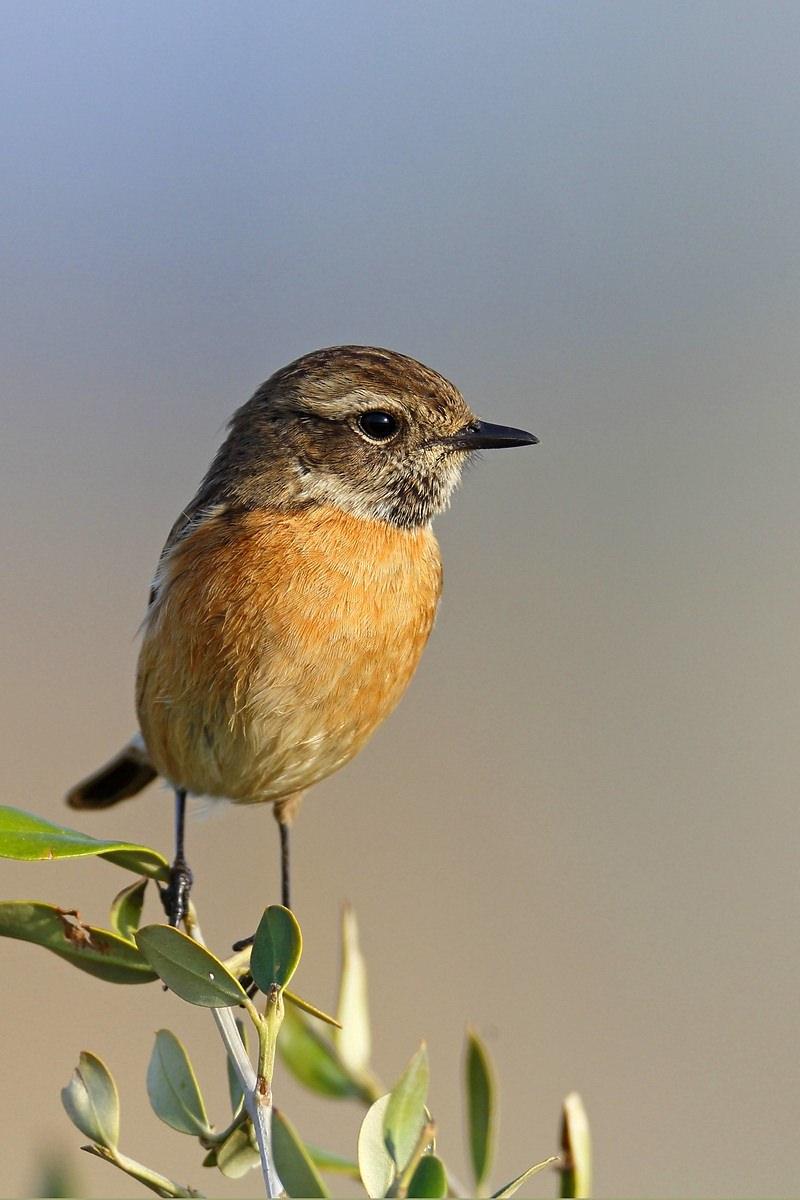 <p><strong>Taşkuşu (Saxicola rubicola, Saxicola torquata rubicola)...</strong><br />
<br />
Taşkuşları, küçük boylu, iri başlı,dik duruşlu ve kısa kuyruklu kuşlardır. Erkeğinin başı ve boğazı siyah, yarım-boyun halkası parlak beyaz, göğsü kızıl, omuz lekesi büyük ve beyazdır. Dişisi pas rengidir, başı daha kahverengi, boynunun yanları ise daha mattır.</p>

<p> </p>
