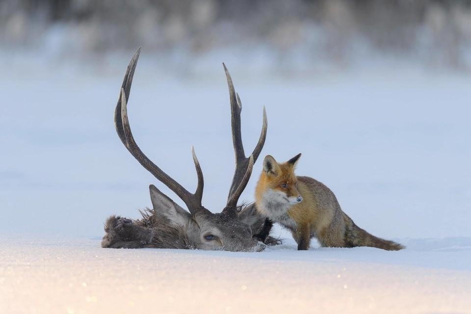 <p>Kızıl Tilki (Vulpes vulpes)</p>

<p> </p>
