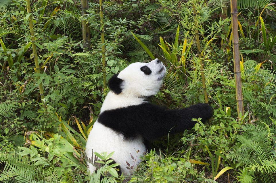 <p>Panda (Ailuropoda melanoleuca)</p>
<p> </p>