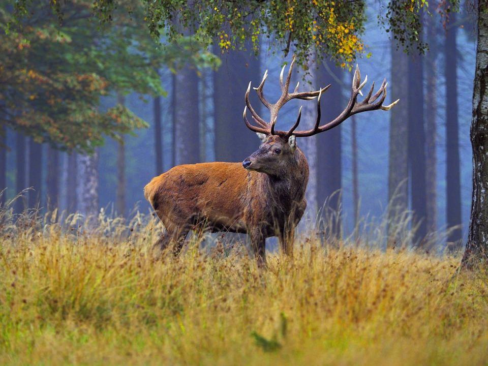 <p><strong>Kızıl geyik (Cervus elaphus)...</strong><br />
<br />
Kızıl geyik Avrupa'nın çoğu kısmında, Kafkas Dağları bölgesinde ve Hazar Denizi'nin batısında Anadolu'da yaşar. Ayrıca Afrika'da da bulunan tek geyik türüdür ve kuzeybatı Afrika'da Cezayir ile Tunus arasında Atlas Dağları'nda bulunur. Kızıl geyik aynı zamanda Yeni Zelanda ve Arjantin gibi diğer bölgelere de sokulmuştur. Türkiye'de ise aşırı avlanma sonucu sayıları düşmüş olup, bugünlerde kalan popülasyon korunmaya çalışılmaktadır. Dünyanın birçok bölgesinde kızıl geyikten elde edilen et besin olarak tüketilmektedir.</p>
<p> </p>
