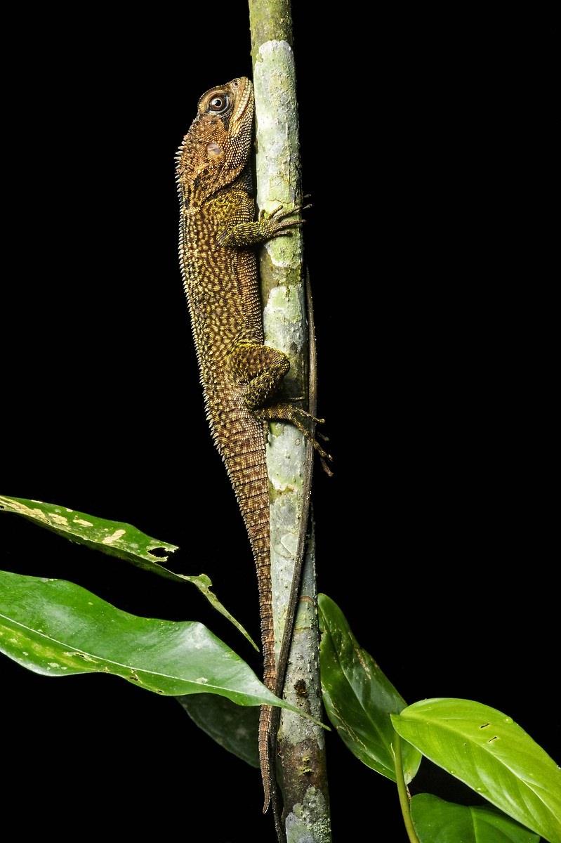 <p>İguana (Enyalioides heterolepis)</p>
<p> </p>