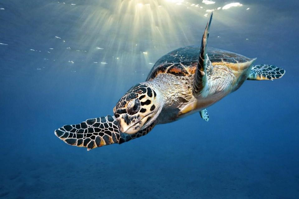 <p>Deniz kaplumbağası (Caretta Caretta)</p>
<p> </p>
