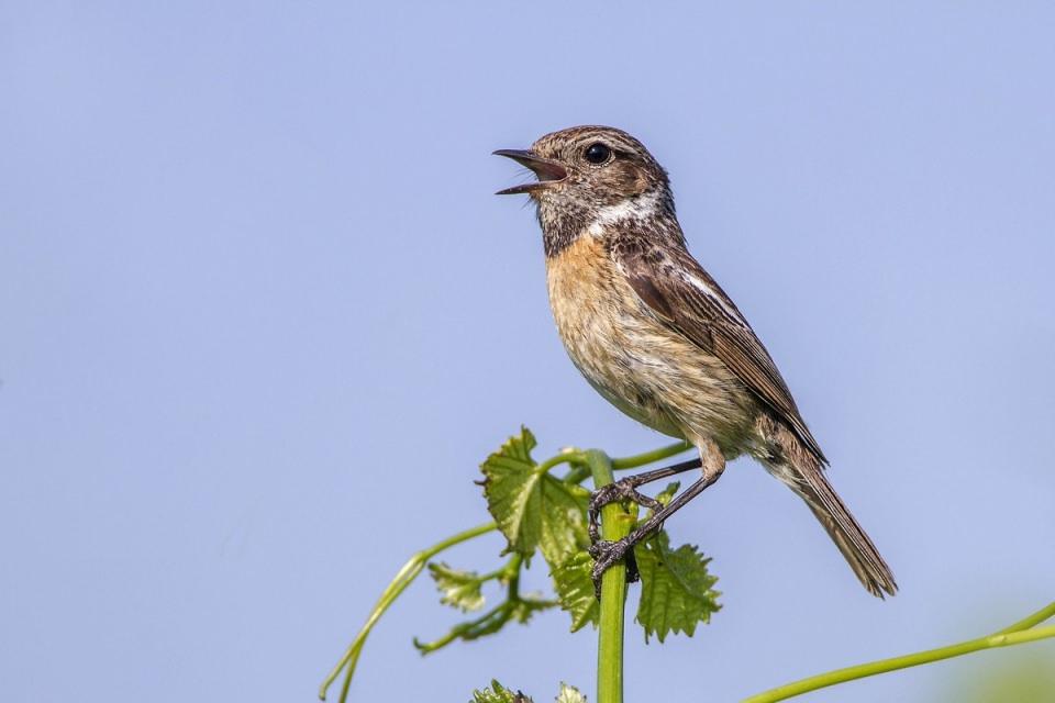 <p><strong>Taş kuşu (Saxicola torquata)...</strong><br />
<br />
Taş kuşu, sinekkapangiller familyasından dik duruşlu, küçük bir kuş türüdür.</p>

<p> </p>
