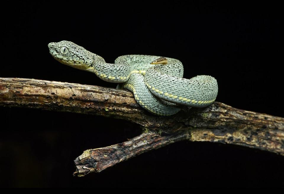 <p>Zehirli Amazon yılanı (Bothriopsis bilineata)</p>
<p> </p>