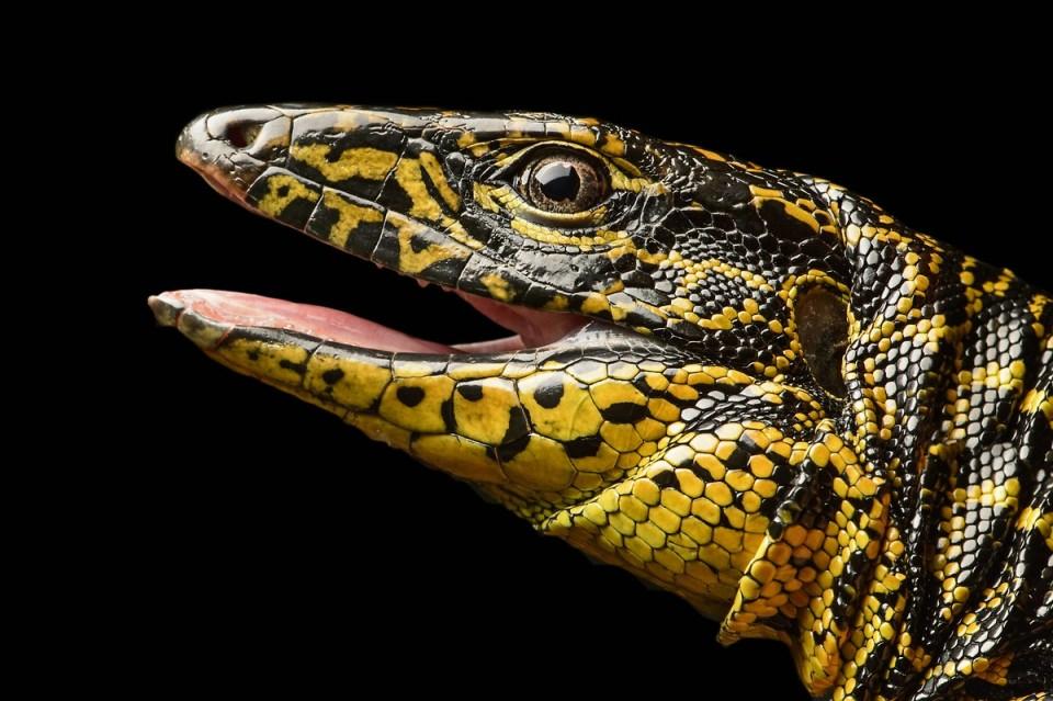 <p><strong>Gold tegu (Tupinambis teguixin)</strong><br />
<br />
Güney Amerika'da yaşayan büyük kertenkele cinsidir.</p>
<p> </p>