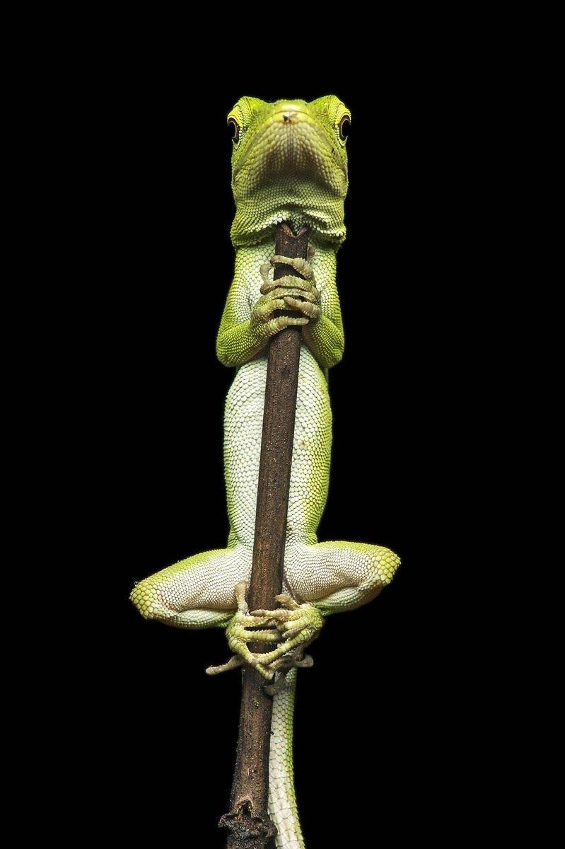 <p>Neotropical yeşil anole (Anolis biporcatus).</p>
<p> </p>