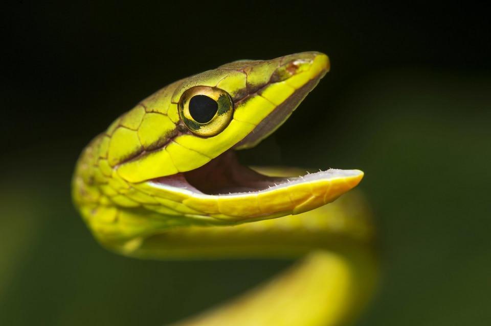 <p>Oxybelis Yılanı (Oxybelis brevirostris).</p>
<p> </p>