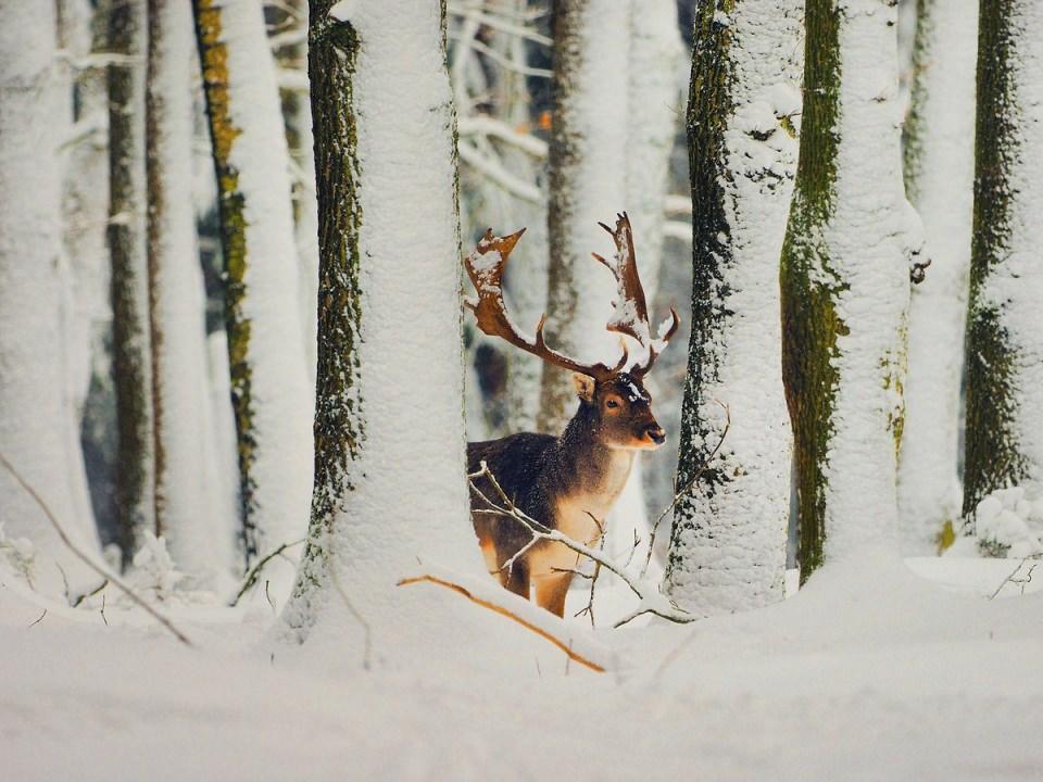 <p><strong>Alageyik (Dama dama, Cervus dama)...</strong><br />
<br />
Geyikgiller (Cervidae) familyasından, göçmen olmayan ve sürü oluşturan, kürek boynuzlu ve benekli gececil bir geyik türüdür. Dünyada en saf yabani alageyiklerin bulunduğu tek yer Antalya'dır ve yöre halkı tarafından Benekli geyik[3] adı da verilmektedir. Sonradan insanlar tarafından asırlar içinde bütün Avrupa'ya yayılmıştır. İran'ın batı kıyıları ötesinde Asya'da doğal olarak bulunmazlar. Evcil ve yarı evcil popülasyonları Avrupa başta olmak üzere değişik bölgelerdeki doğal parklarda ve korunaklı avlaklarda bulunan gözde bir türdür. Yabanileri çok ürkektir ve en ufak bir ses duyumunda ormanda izini kolayca kaybettirebilmektedir. Yaşam süreleri 12 yıl kadardır.</p>

<p> </p>
