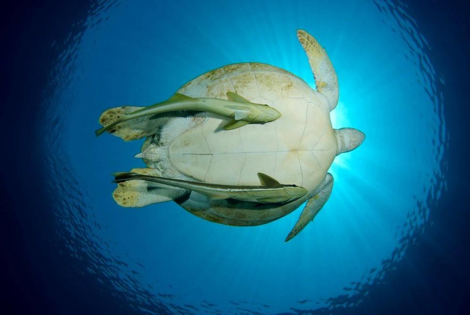 <p><strong>Yeşil kaplumbağa (Chelonia mydas)...</strong><br />
<br />
200 kg ağırlığa, 1-1,5 metre uzunluğa erişebilir ve bu ölçülerle, sert kabuklu kaplumbağalar içinde en büyük olandır. Tropik, tropik altı ve bazı daha ılıman denizlerde dağılım gösteren yeşil kaplumbağa, bu adını erişkin bireylerin alglerden zengin beslenmesine bağlı olarak bedenlerindeki yağ dokusunun yeşil renkli olması nedeniyle almıştır. Türkiye'de yalnızca Hatay, Mersin ve Adana sahillerinde yumurtlarlar. Kabuk boyu 140 cm ye kadar ulaşabilir. Erginleri deniz bitkileriyle yavrular ise hayvansal besinlerle beslenir. Yeşil deniz kaplumbağalarının nesli tükenmektedir.</p>

<p> </p>
