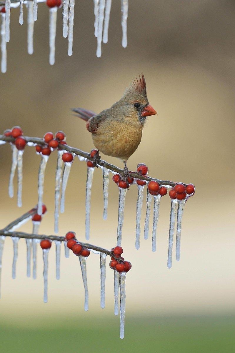 <p><strong>Kardinal kuşu (Cardinalis Cardinalis).</strong><br />
<br />
Kuzey Amerika'da Kayalık Dağların doğusunda bulunur. 20 cm uzunluğunda olan bu kuşların sivri bir tepeliği vardır. Erkeği parlak kızıl, dişisi ise çoğunlukla kahverengidir. Çiftler yıl boyunca bahçelerde ve açık ormanlarda öterler.</p>
<p> </p>