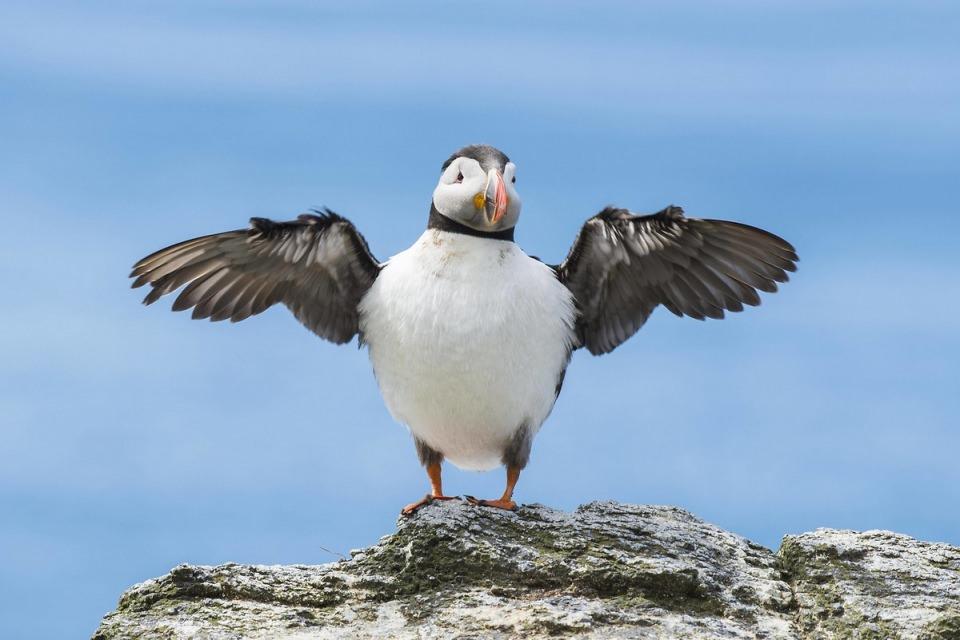 <p><strong>Bayağı deniz papağanı (Fratercula arctica)...</strong><br />
<br />
Dalıcımartıgiller familyasından bir kuş türüdür. Başlıca olarak İzlanda ve Faroe Adaları'nda yaşayan deniz papağanları, Kanada, Kuzey Avrupa ve Arktik Daire gibi diğer bölgelerin de yerli canlısıdır.</p>
<p> </p>