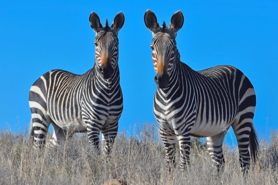 <p><strong>Dağ zebrası (Equus zebra zebra).</strong><br />
<br />
Sadece Namibya ve Güney Afrika'da yaşar. Dağ zebrası, çizgilerinin birbirine daha uzak oluşu ve boynundan deri sarkması ile diğer zebralardan hemen ayırt edilir. Karınları hariç her yerleri çizgilidir. Boyu 1-1,4 m, ağırlığı 240–372 kg olur.</p>

<p> </p>
