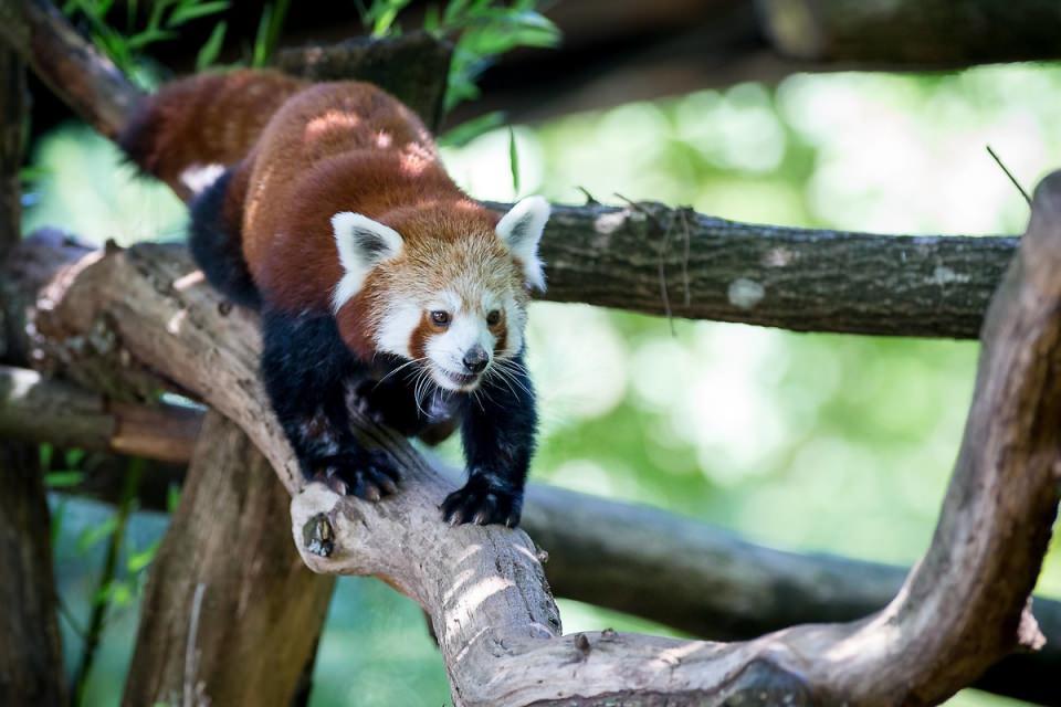 <p>Kızıl panda.</p>

<p> </p>
