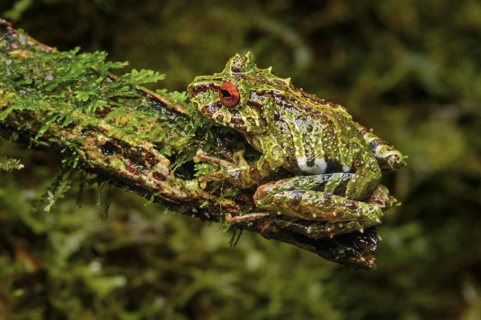 <p>Neotropik kurbağa (Pristimantis eriphus).</p>
<p> </p>