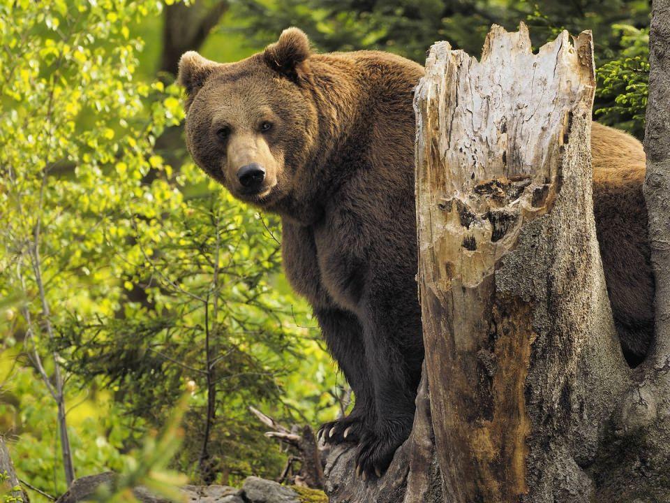<p>Eurasian kahverengi ayı (Ursus arctos arctos)</p>
<p> </p>