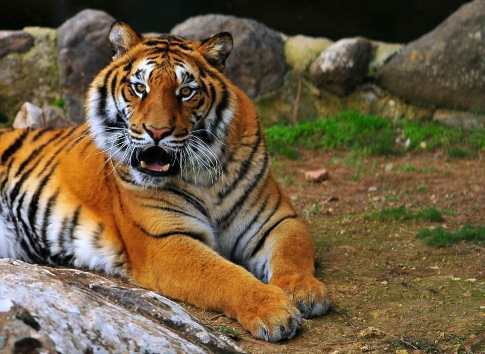 <p>Yüzölçümü ve barındırdığı türler bakımından Türkiye'de ilk, Avrupa'da ikinci, dünyada dördüncü sırada yer alan Gaziantep Hayvanat Bahçesi'ni, 2017'de 3 milyon 550 bin yerli ve yabancı turist ziyaret etti.  </p>
