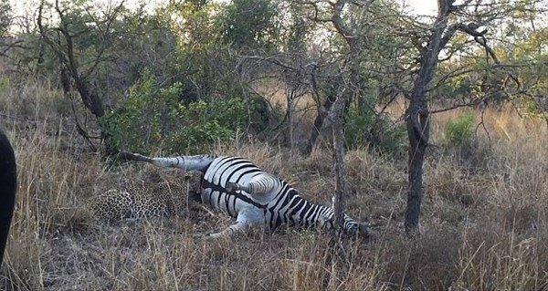 <p>Bulduğu zebrayı yemek isterken başına geleenlerle neye uğradığını şaşıran leopar, çevredeki fotoğrafçılar tarafından işte böyle kaydedildi. </p>

<p> </p>
