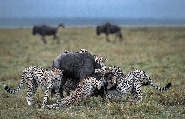 <p>Bu görüntüler vahşi yaşam fotoğrafçısı Paul Goldstein'in Kenya'daki Masai Mara ulusal parkında çekildi. </p>

<p> </p>

