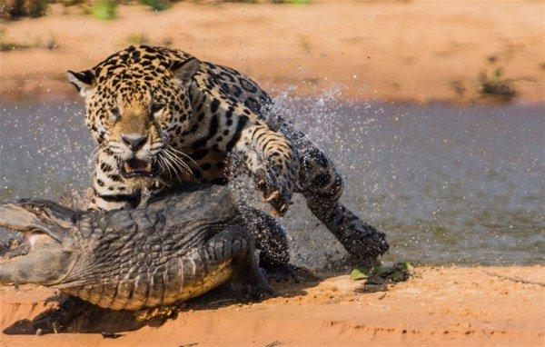 <p>Timsah olacaklardan habersizken jaguar bir anda saldırıyor. </p>

<p> </p>
