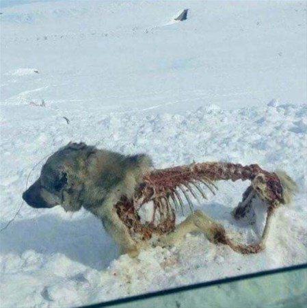 <p>Donduktan sonra yırtıcılar tarafından yenmiş bir köpek. </p>

<p> </p>
