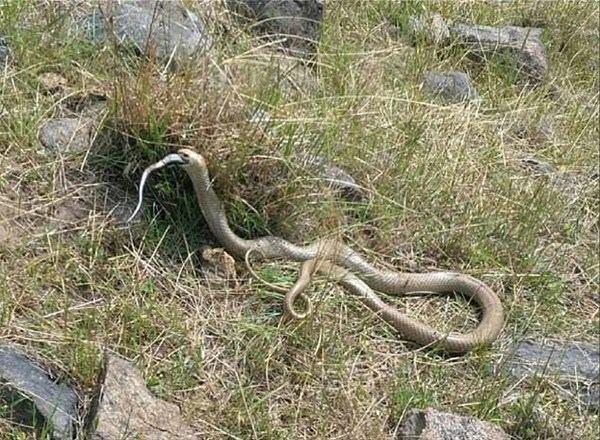 <p>Kahverengi bir yılanın siyah bir yılanı yeme anını kaydeden çiftçi daha önce böyle bir olayla karşılaşmadığını dile getirdi. </p>
<p> </p>