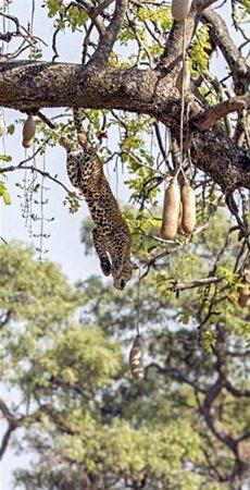 <p>Büyük bir sabırla avını bekleyen leopar, doğru zamanda saklandığı ağaçtan erkek impalanın üzerine atlıyor.</p>
<p> </p>