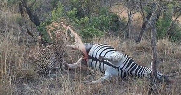 <p>Önce bir süre geri çekilen leopar, geri gelerek avına devam etti. </p>
<p> </p>
