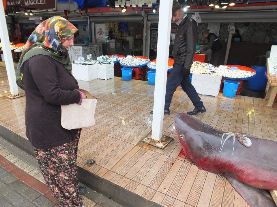 <p>Bandırmalı balıkçılar tarafından Bandırma Balık Hali'ne getirilen camgöz cinsi dev köpek balığı gün boyunca balık halinde sergilendi. Vatandaşlar meraklı gözlerle balığı incelerken, cep telefonları ile bol bol fotoğraf çekmeyi de ihmal etmediler.</p>