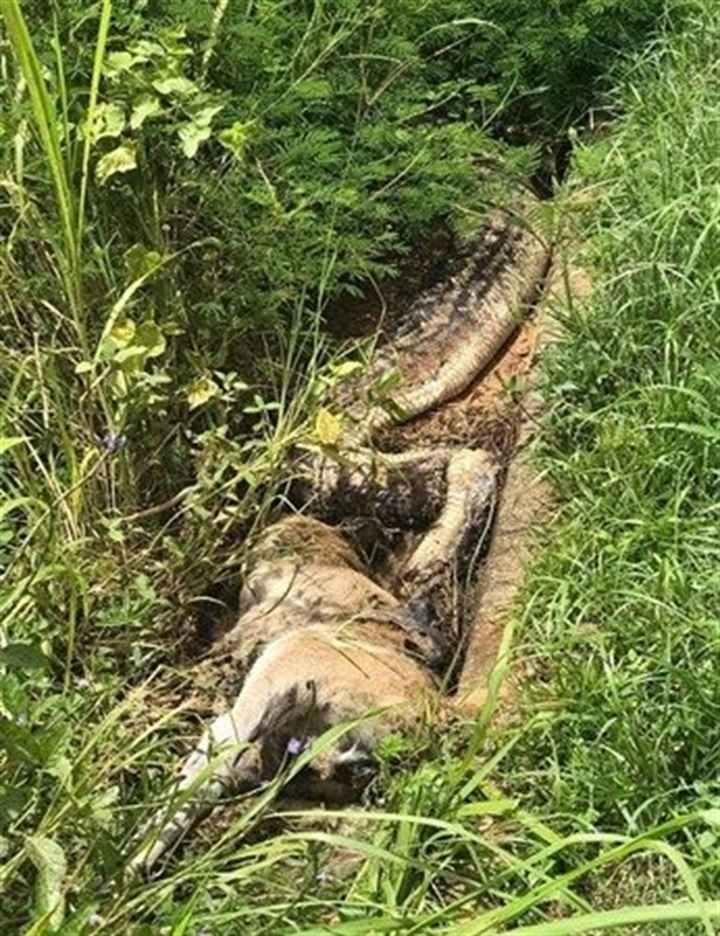 <div>6 metrelik dev piton kendisi kadar iri ve yetişkin kanguruyu av olarak se&ccedil;ince yutamayınca kendi canından oldu.</div>

<div>&nbsp;</div>
