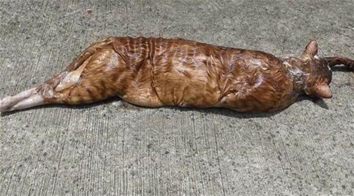 <p>En uzun s&uuml;r&uuml;ngen olan ağlı pitonlar, avlarını yutmadan &ouml;nce boğuyorlar.</p>
