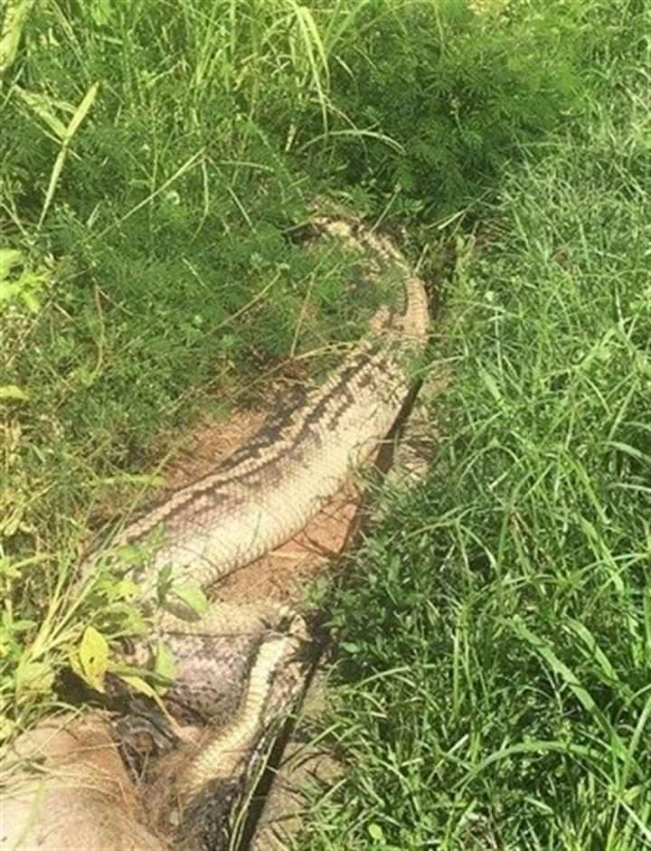 <div>65 yaşındaki adam &ouml;l&uuml; bir kanguru ve piton g&ouml;rd&uuml;.</div>

<div>&nbsp;</div>
