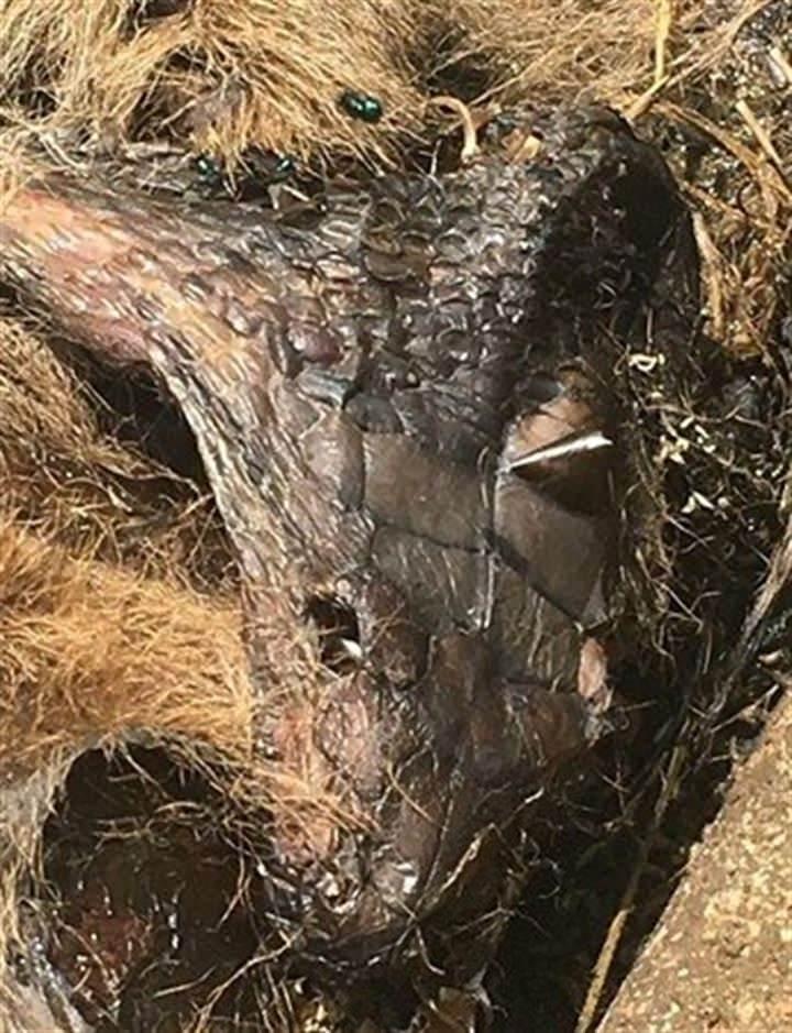 <div>Avustralya'nın kuzeyinde Queensland b&ouml;lgesinde yaşayan Russell Boserio, arka bah&ccedil;esinde ilgin&ccedil; bir durumla karşılaştı.</div>

<div>&nbsp;</div>
