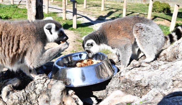 <p>Dünyada soyu tükenmekte olan hayvanlar listesinde yer alan lemurlar, kısa sürede benimsedikleri İzmir Doğal Yaşam Parkı’nda hızla çoğalıyor.</p>
