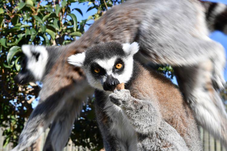 <p>Anavatanı Afrika kıtasındaki Madagaskar Adası olan, hayvanlar aleminin bu en zararsız, en korumasız ve en sevimli üyelerinden lemurlar, 2008 yılında geldikleri İzmir Büyükşehir Belediyesi Doğal Yaşam Parkı’nın koşullarını kısa sürede benimseyerek hızla çoğaldı. 6 üyeli küçük lemur ailesi, İzmir’deki adaptasyon döneminin ardından 8 doğum birden yaşayarak 14 üyeli geniş bir aileye dönüştü.</p>
<p> </p>